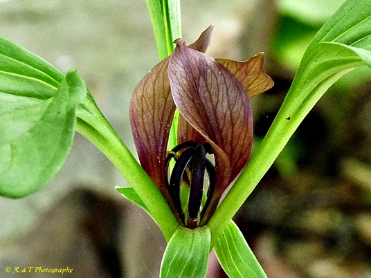 {Trillium recurvatum}